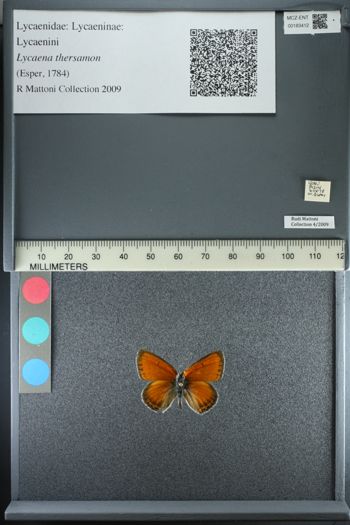 Media type: image;   Entomology 183412